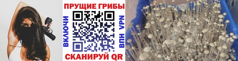Псилоцибиновые грибы Psilocybine cubensis  купить  цена  mega ССЫЛКА  Тара 